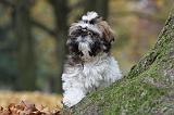 SHIH TZU 142